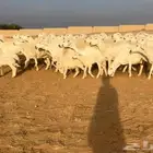 حريات حرش فاخره((( تم البيع )))