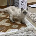 قط ضايع والي يلقاها له مبلغ مالي
