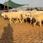 غنم كجلا باكستانيه نوادر