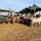 جفرات مصريات اصل شهب اجروم