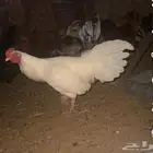ديك مهجن على شرط