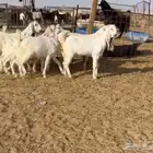 جفرات مطوارت فواخر((( تم البيع )))