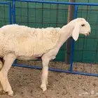 رخل مطوره صنف