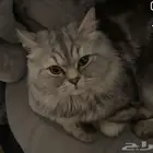 قطوه للتبني