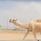 بعير باتلي كفو