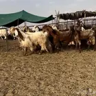 ماعز مصريات خصم تم البيع