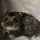 هامستر روسي للبيع