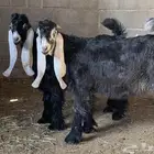 تيوس عوارض صنف للبيع