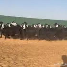 معزا عوارض فاخره