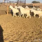 جفرات مصريات اصل اللون المرغوب ابيض