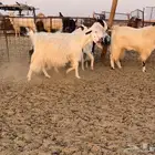 معزا مصريات فاخره((( تم البيع )))