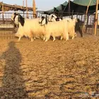 ماعز مصريات اصل