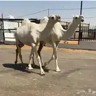 بكار وضح