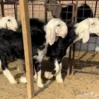 طليان نجد خصم