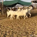جفرات مطورات نظيفه