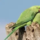 بيشة حي النهضه