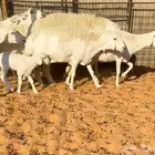 حريات صنف متابيع ودفيع ومقرعات تتتممم البببيييع