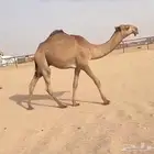للبيع قعود اشعل