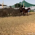 معزا قبرصيات فاخره((( تم البيع )))