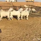 جفرات مصريات اصل اجروم