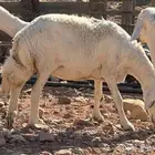 رخل للبيع