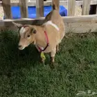 عنز قزمية معرفه مستوى قوي