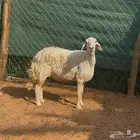 شاه حريه للبيع