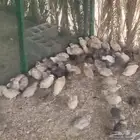 للبيع سمان (فري ) الموقع الاحساء العمر 25 يوم