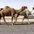 ( فحل اشقح منتج تمامي )
