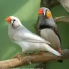 للبيع طيور زيبرا ب35