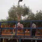 زيتون نيبالي على ساق ومفرع بحجام مختلفه