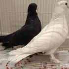 حمام صنعاوي2025