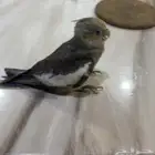 للبيع فرخ كروان