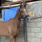 فراس عربي ورق