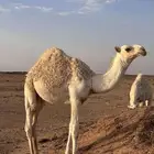 قعدان
