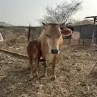 بارق