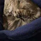 قطة للتبني