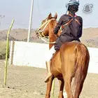 حصان للبيع عربي
