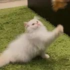 ذكر اصول نقيه