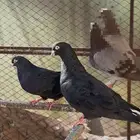 للبيع جوز قطيفي