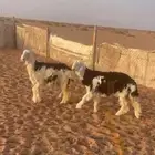 رخال نجد طيب وسمان اعمارها حول 7 شهور تصلح مقاني
