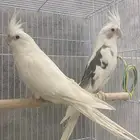 للبيع ازواج كروان منتجه