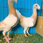 مجموعة هوامر فاخره