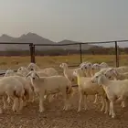 خال حريه نظيفه وطيبه
