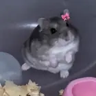 هامستر زوجين للبيع منتجين