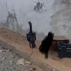 زوج شامو ياباني