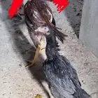 فروخ دجاج باكستاني سندي