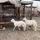 ذبايح