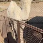 للبيع حوار كفو فردي