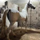 فرس مصربه بيور